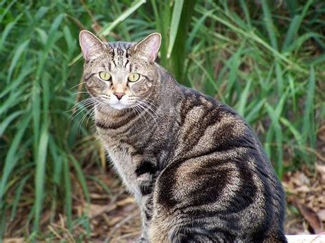 Gatto Europeo Tigrato 